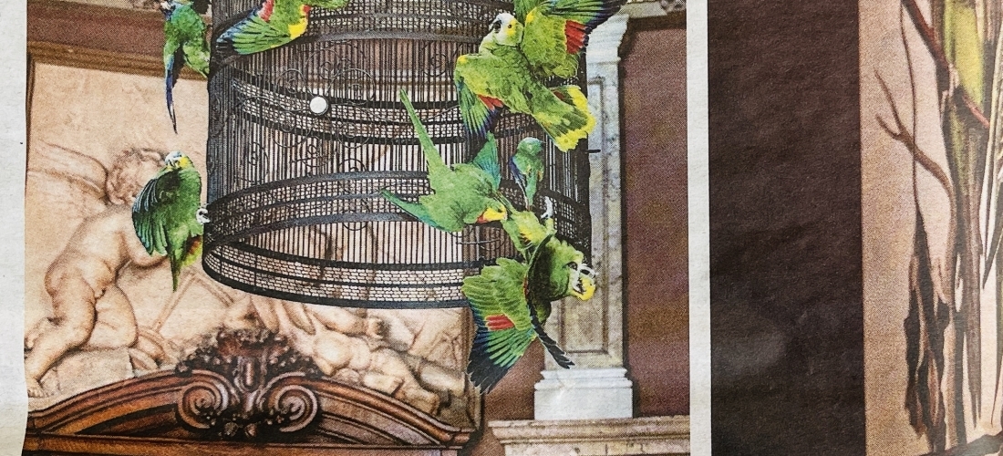 Vogelpracht in Teylers Museum – TROUW